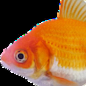 Meet your Posher, Brendan